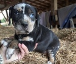 Puppy Bo Peep Catahoula Leopard Dog