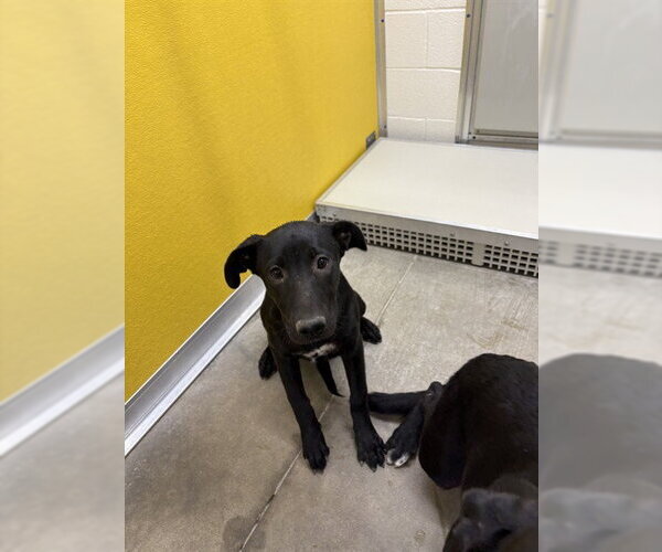 Medium Photo #1 Labrador Retriever-Unknown Mix Puppy For Sale in Temple, TX, USA