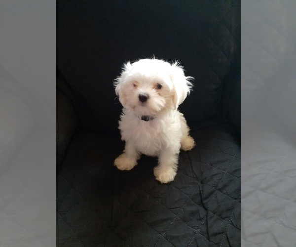 Medium Photo #1 Maltese Puppy For Sale in BELPRE, OH, USA