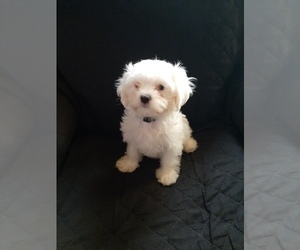 Medium Maltese