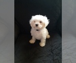 Puppy 7 Maltese
