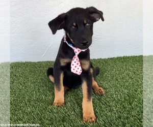 Ethan - Male Rottweiler-Unknown Mix Dog for Adoption - Photo #3