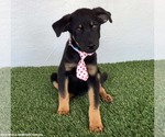 Small #2 Rottweiler Mix