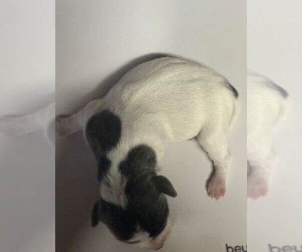 Medium Photo #3 Fox Terrier (Toy) Puppy For Sale in Bolivar, MO, USA