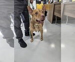 Small Labrador Retriever Mix