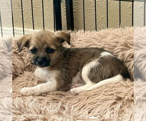 ShiChi Dogs for adoption in Denton, TX, USA