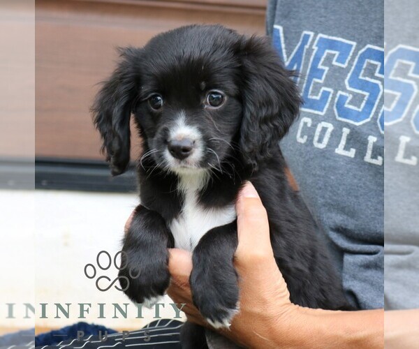 Medium Photo #5 Cavalier King Charles Spaniel-Goldendoodle Mix Puppy For Sale in NARVON, PA, USA