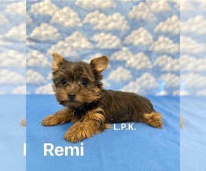 Yorkshire Terrier Puppy for sale in WINNSBORO, LA, USA