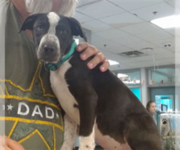 Medium Photo #1 American Pit Bull Terrier Puppy For Sale in Oklahoma City, OK, USA