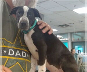 American Pit Bull Terrier Dogs for adoption in Oklahoma City, OK, USA