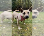 BLANCHO - Female Siberian Husky-Unknown Mix Dog for Adoption - Small photo