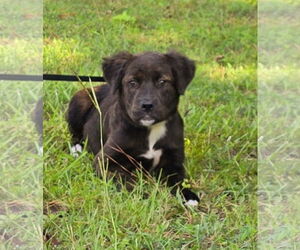 Spaniel-Unknown Mix Dogs for adoption in Wetumpka, AL, USA