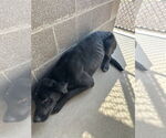 Small #7 Labrador Retriever Mix