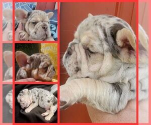 French Bulldog Puppy for sale in BOSTON, KY, USA