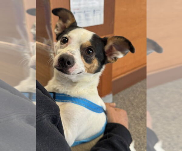 Medium Photo #2 Jack Chi Puppy For Sale in Greenbelt, MD, USA