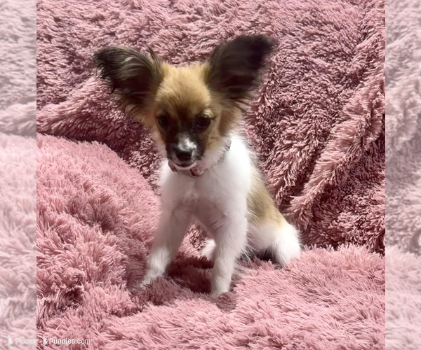 Medium Photo #1 Papillon Puppy For Sale in BELTON, MO, USA