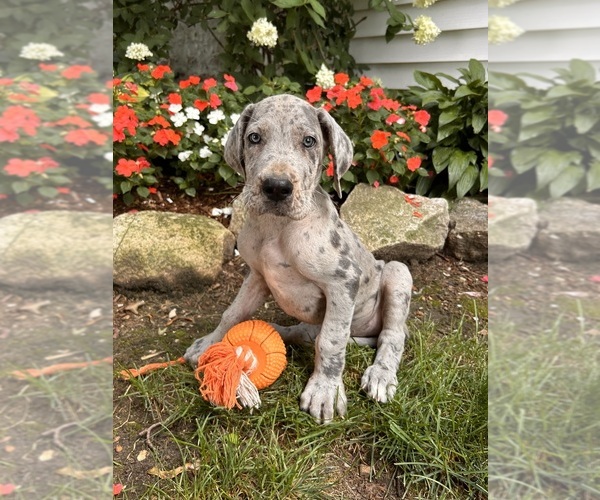 Medium Photo #1 Great Dane Puppy For Sale in MIDDLEBURY, IN, USA