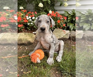 Great Dane Puppy for sale in MIDDLEBURY, IN, USA