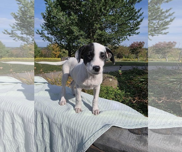 Medium Photo #5 Borador Puppy For Sale in SHERBURNE, NY, USA