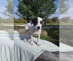 Small #4 Borador