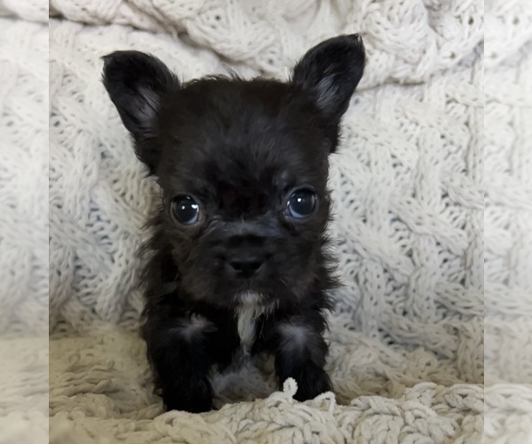 Medium Photo #6 French Bulldog Puppy For Sale in DENTON, MD, USA