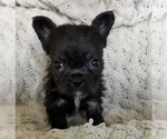 Small #5 French Bulldog