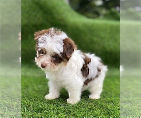 Medium Photo #15 Morkie Puppy For Sale in THONOTOSASSA, FL, USA