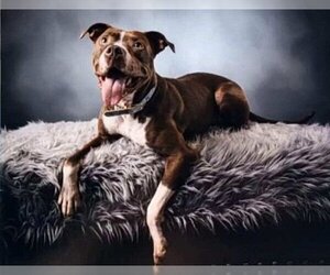 Medium American Pit Bull Terrier
