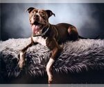 Small Photo #1 American Pit Bull Terrier Puppy For Sale in Richmond, VA, USA