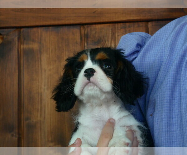 Medium Photo #4 Cavalier King Charles Spaniel Puppy For Sale in SCOTTVILLE, MI, USA