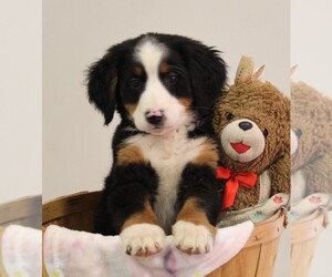 Bernese Mountain Dog Puppy for sale in FREDERICKSBURG, OH, USA