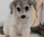 Small Photo #46 Schnoodle (Miniature) Puppy For Sale in GOSHEN, IN, USA