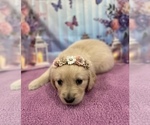 Small #5 English Cream Golden Retriever