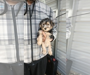 Medium Yorkshire Terrier
