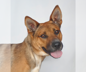 German Shepherd Dog-Unknown Mix Dogs for adoption in Pasadena, CA, USA