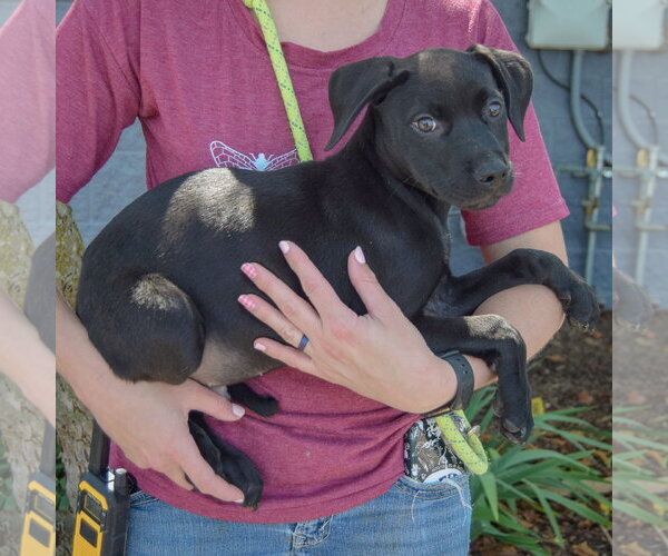 Medium Photo #2 American Staffordshire Terrier-Unknown Mix Puppy For Sale in Huntley, IL, USA