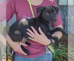 Small #1 American Staffordshire Terrier Mix