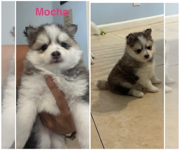 Medium Photo #1 Pomsky Puppy For Sale in GREENACRES, FL, USA