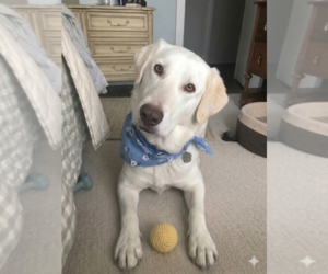 Labrenees Dogs for adoption in Grovertown, IN, USA