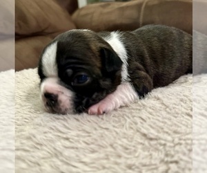 Boston Terrier Puppy for sale in WASHBURN, MO, USA