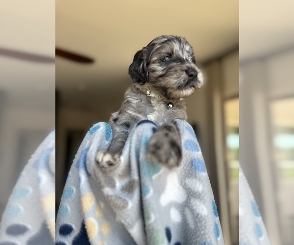 Medium Photo #4 Goldendoodle Puppy For Sale in TUCSON, AZ, USA