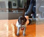 Small Photo #44 Wirehaired Pointing Griffon Puppy For Sale in WASHOUGAL, WA, USA