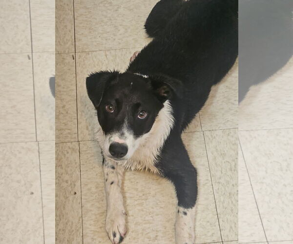 Medium Photo #1 Australian Kelpie Puppy For Sale in Williamsburg, NM, USA
