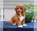 Small #2 Goldendoodle