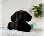 Small #1 Dachshund