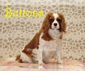 Mother of the Cavapoo (Miniature) puppies born on 11/16/2025