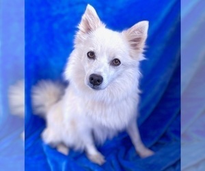 Mother of the American Eskimo Dog puppies born on 04/28/2022