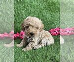 Small #19 Poodle (Toy)
