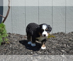 Puppy Oreo Bernese Mountain Dog
