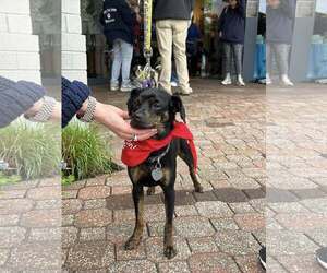 Chipin Dogs for adoption in Oakhurst, NJ, USA